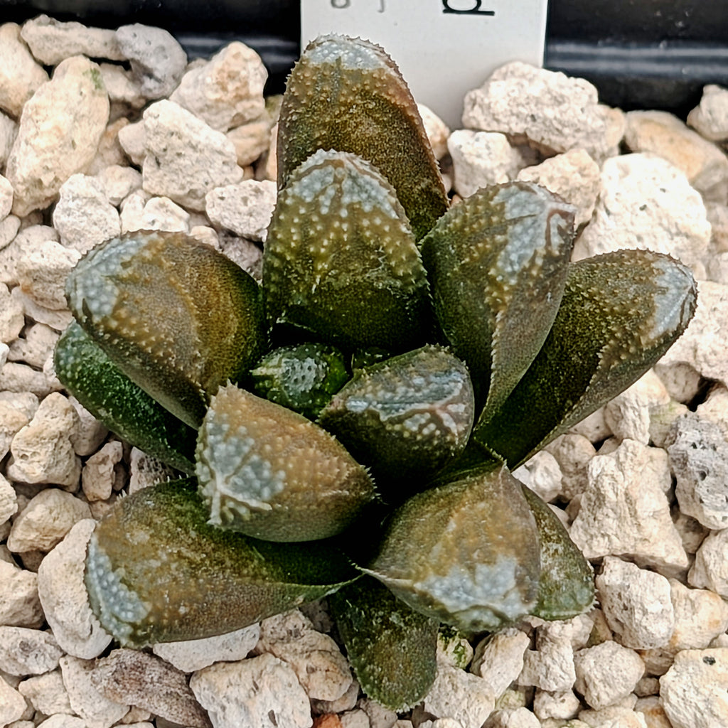 Haworthia PP576 hybrid series #21