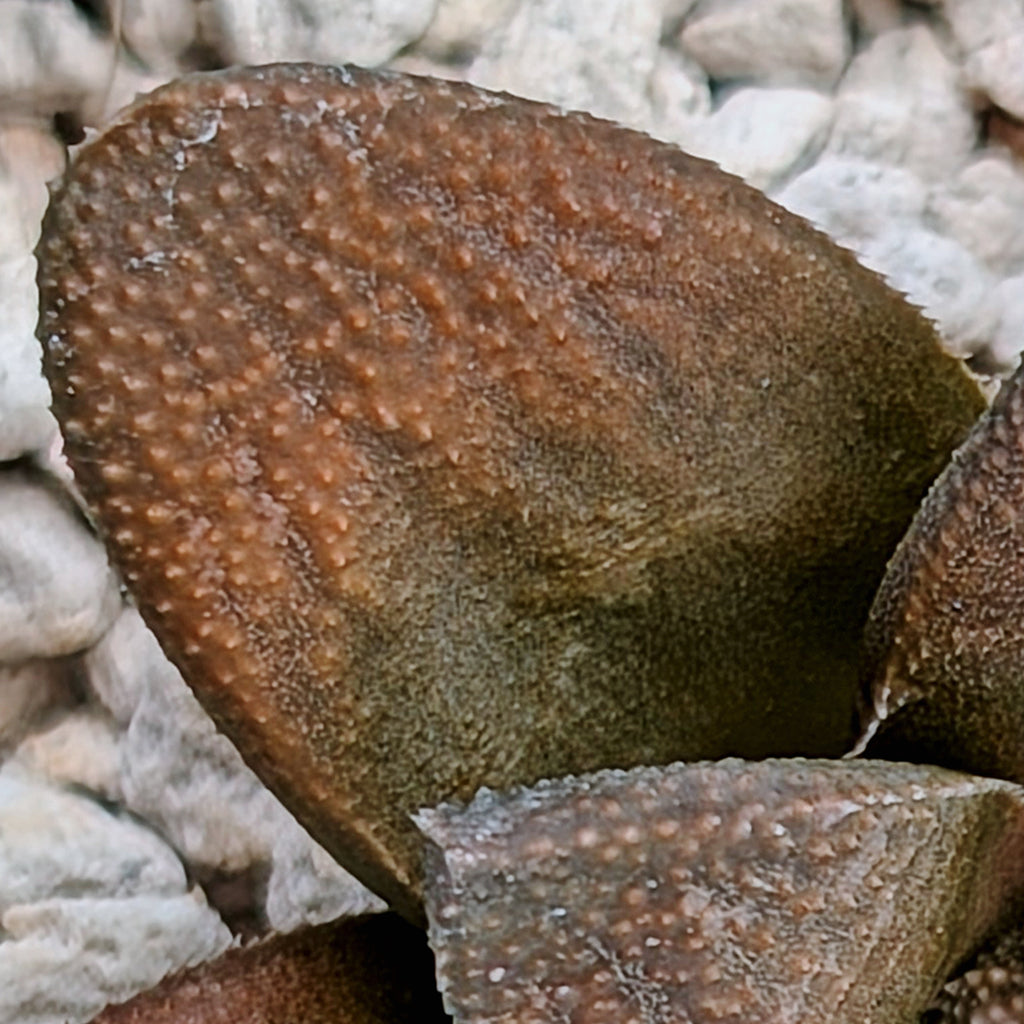 Haworthia PP576 hybrid series #22