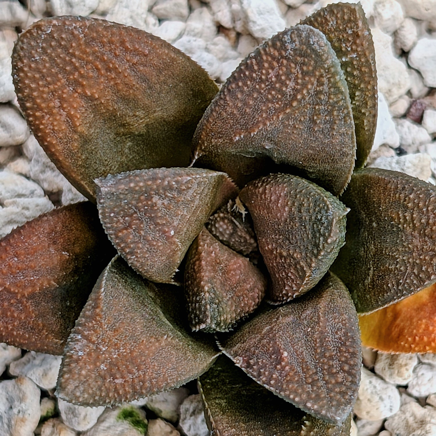 Haworthia PP576 hybrid series #22