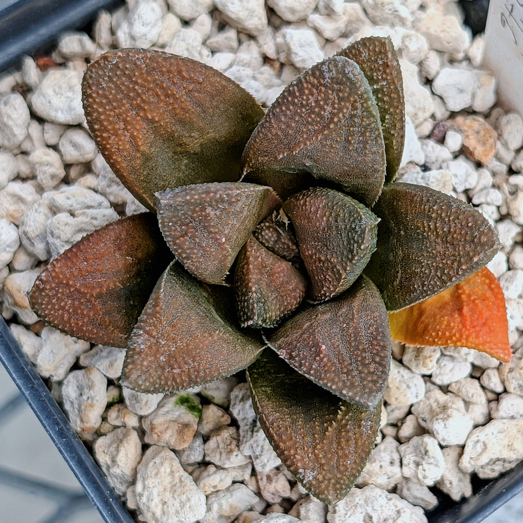 Haworthia PP576 hybrid series #22