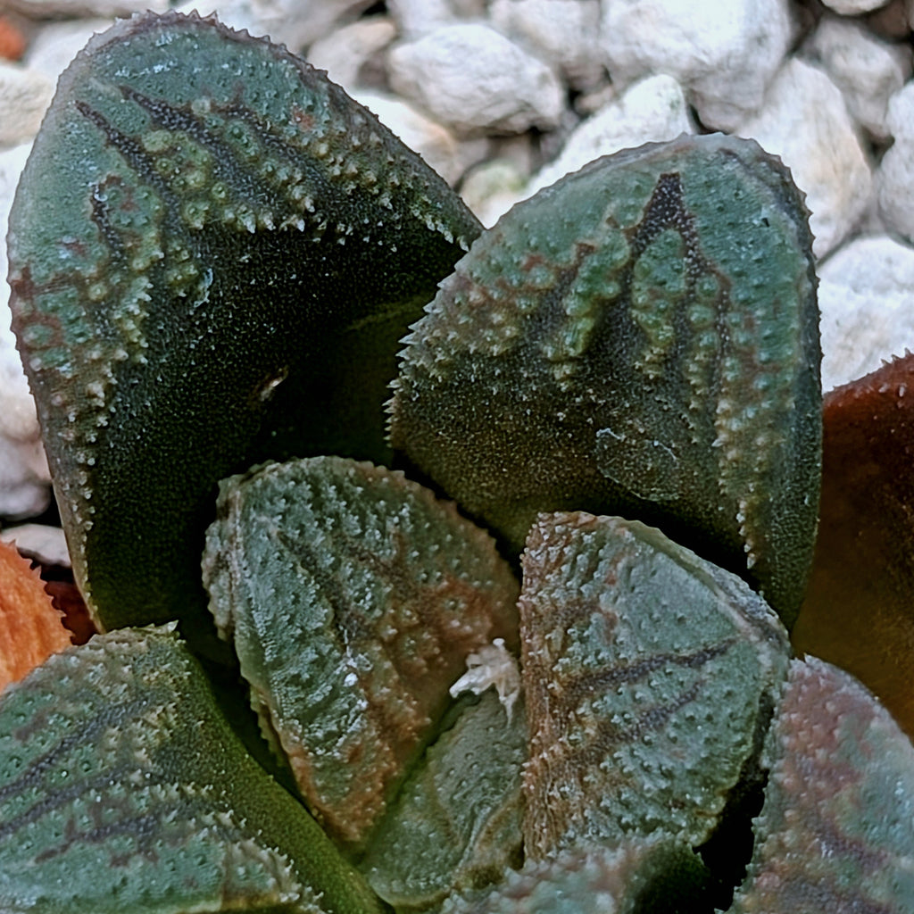 Haworthia PP576 hybrid series #23