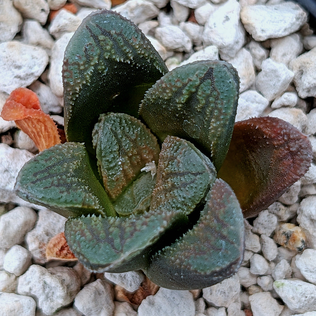 Haworthia PP576 hybrid series #23