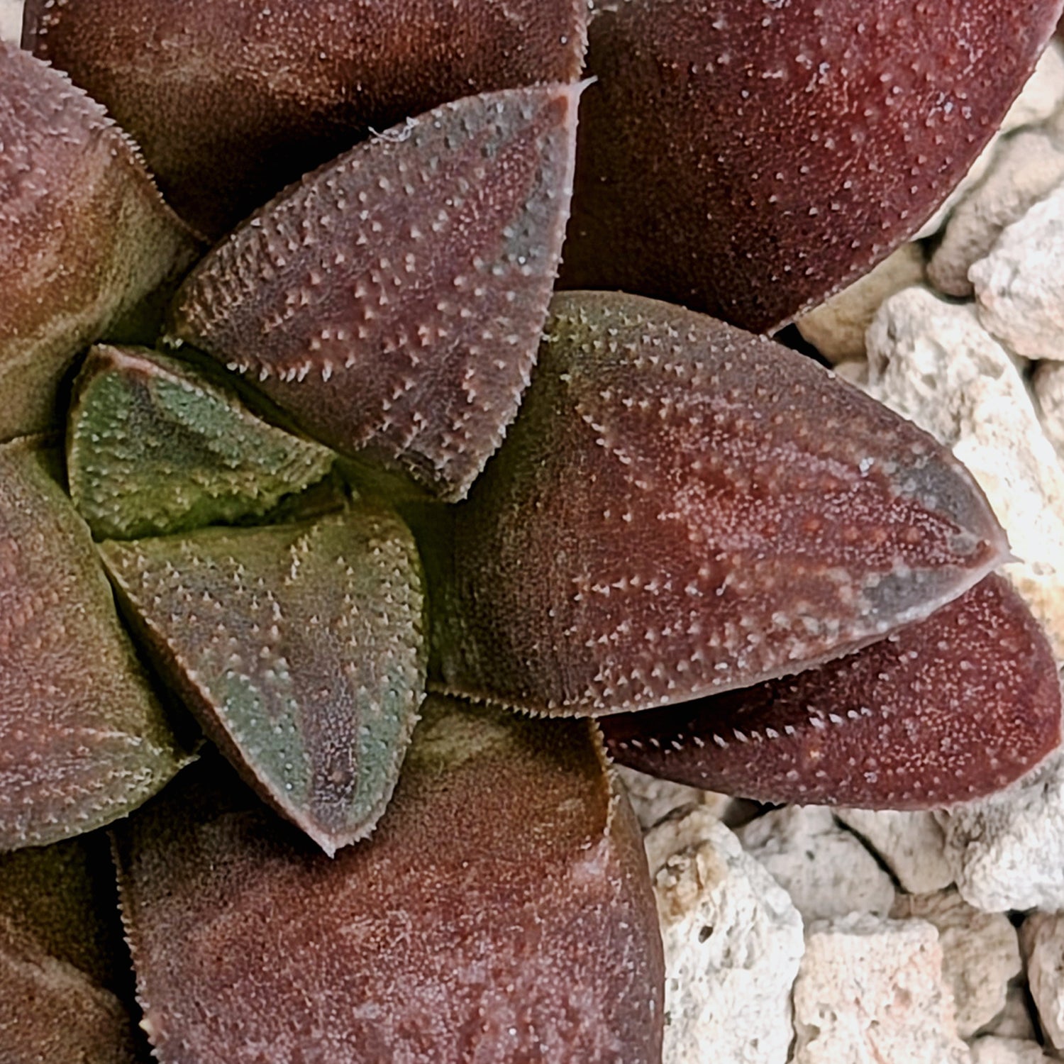 Haworthia PP576 hybrid series #24