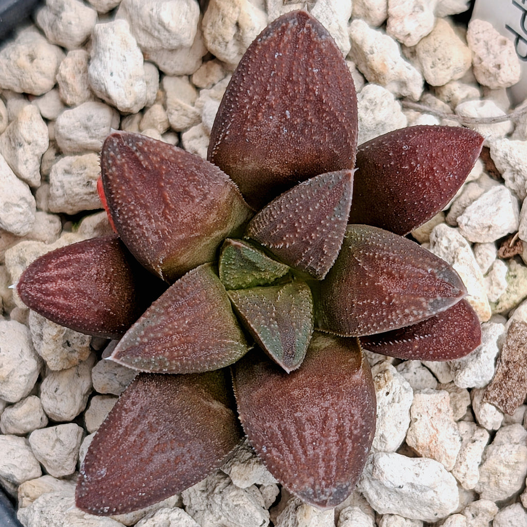 Haworthia PP576 hybrid series #24