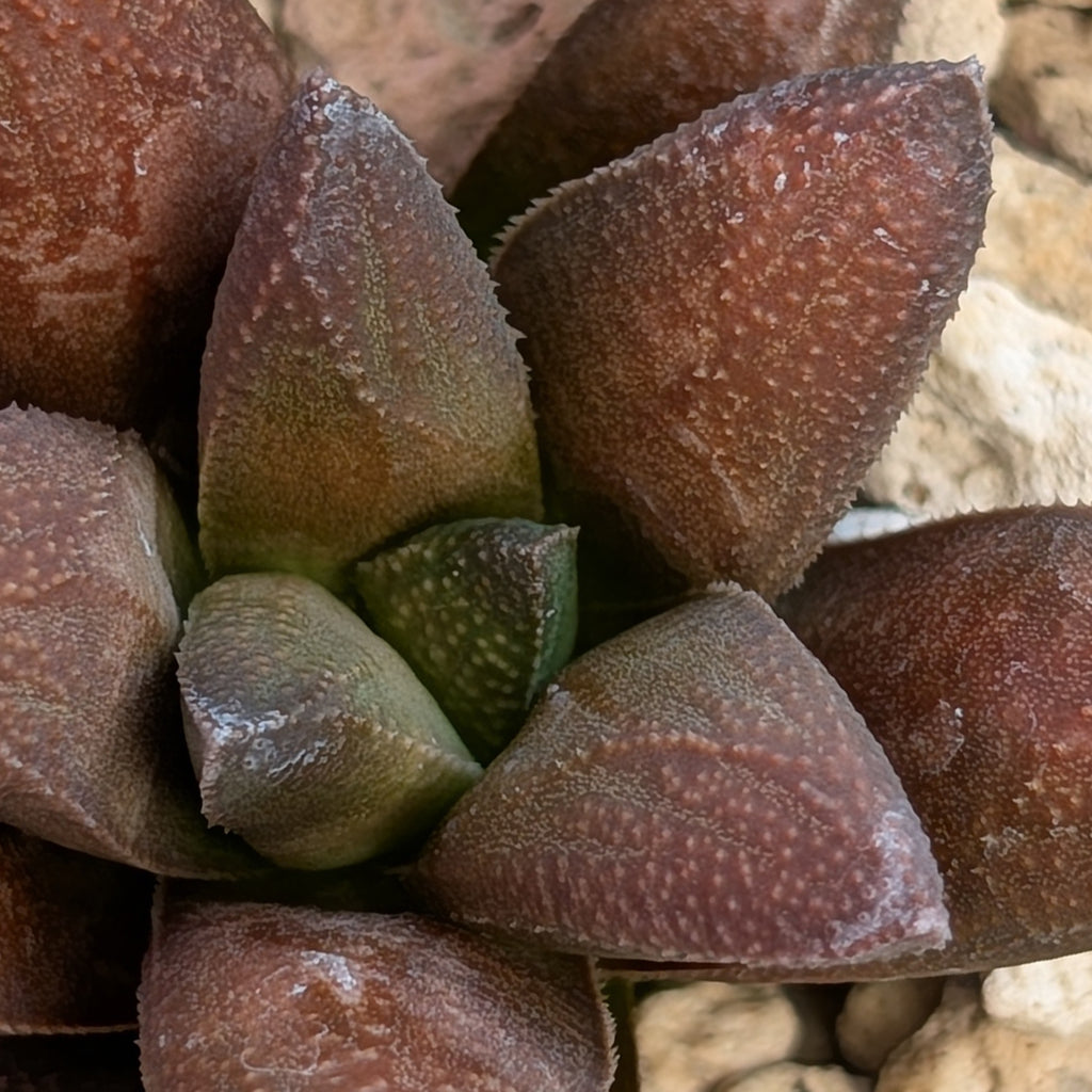 Haworthia  hybrid series PP576 #28