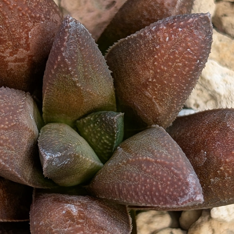 Haworthia  hybrid series PP576 #28