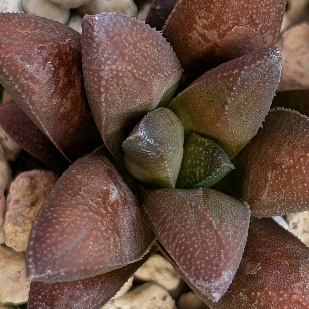 Haworthia  hybrid series PP576 #28