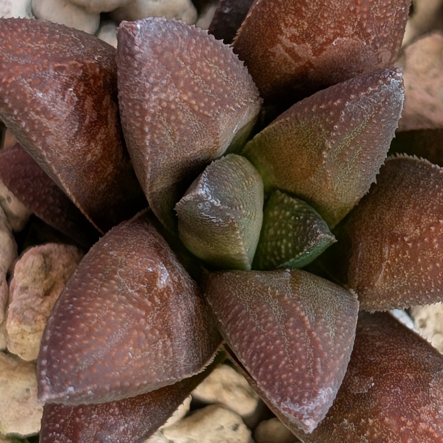 Haworthia  hybrid series PP576 #28