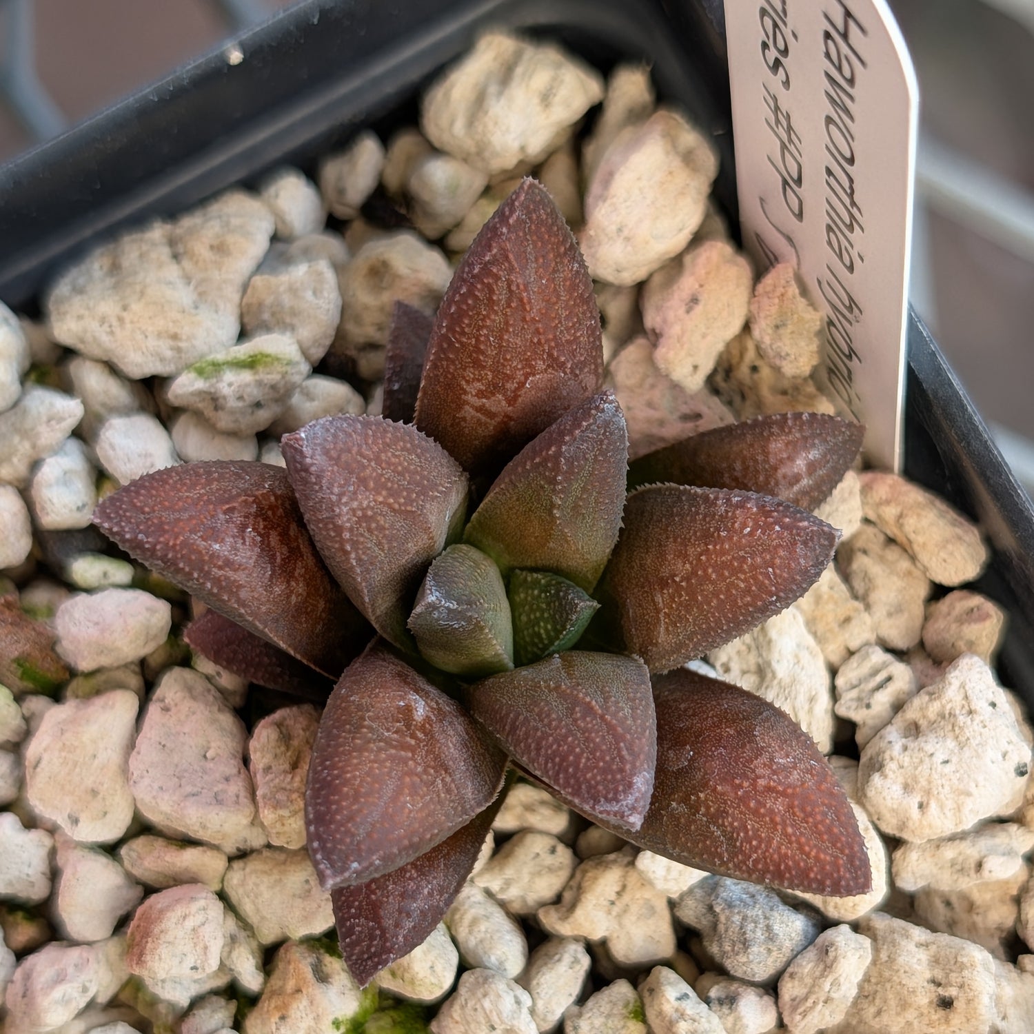 Haworthia  hybrid series PP576 #28
