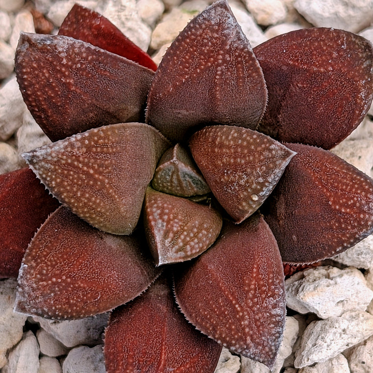 Haworthia PP576 hybrid series #30
