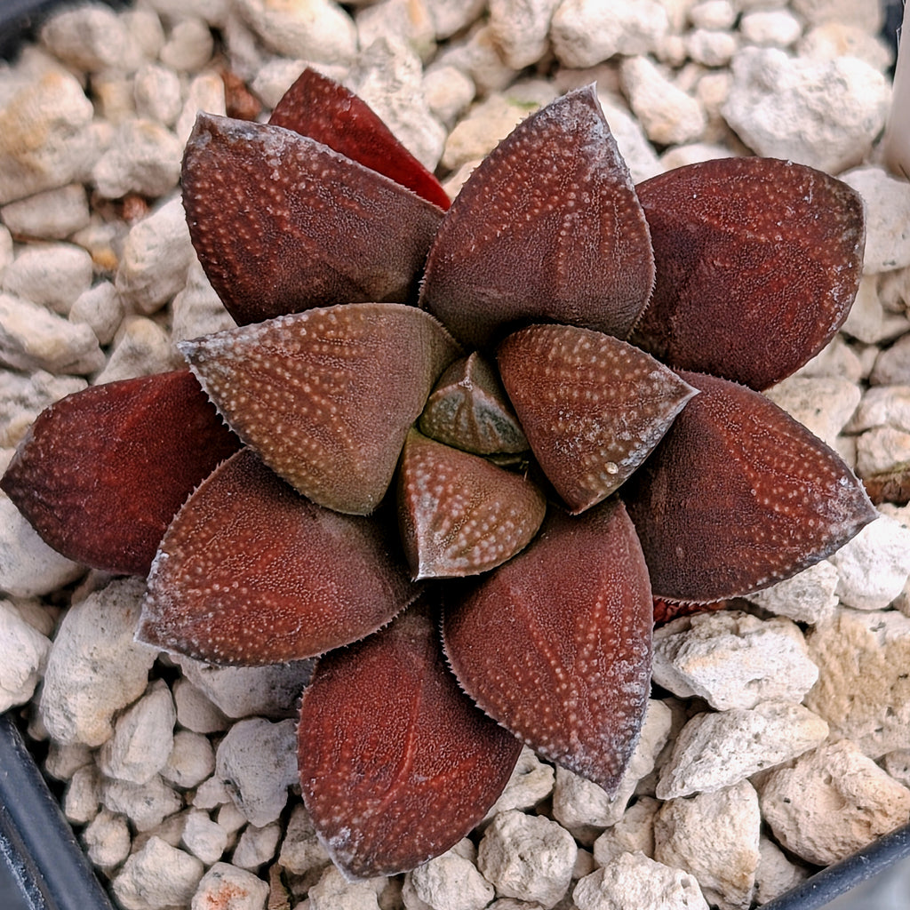 Haworthia PP576 hybrid series #30