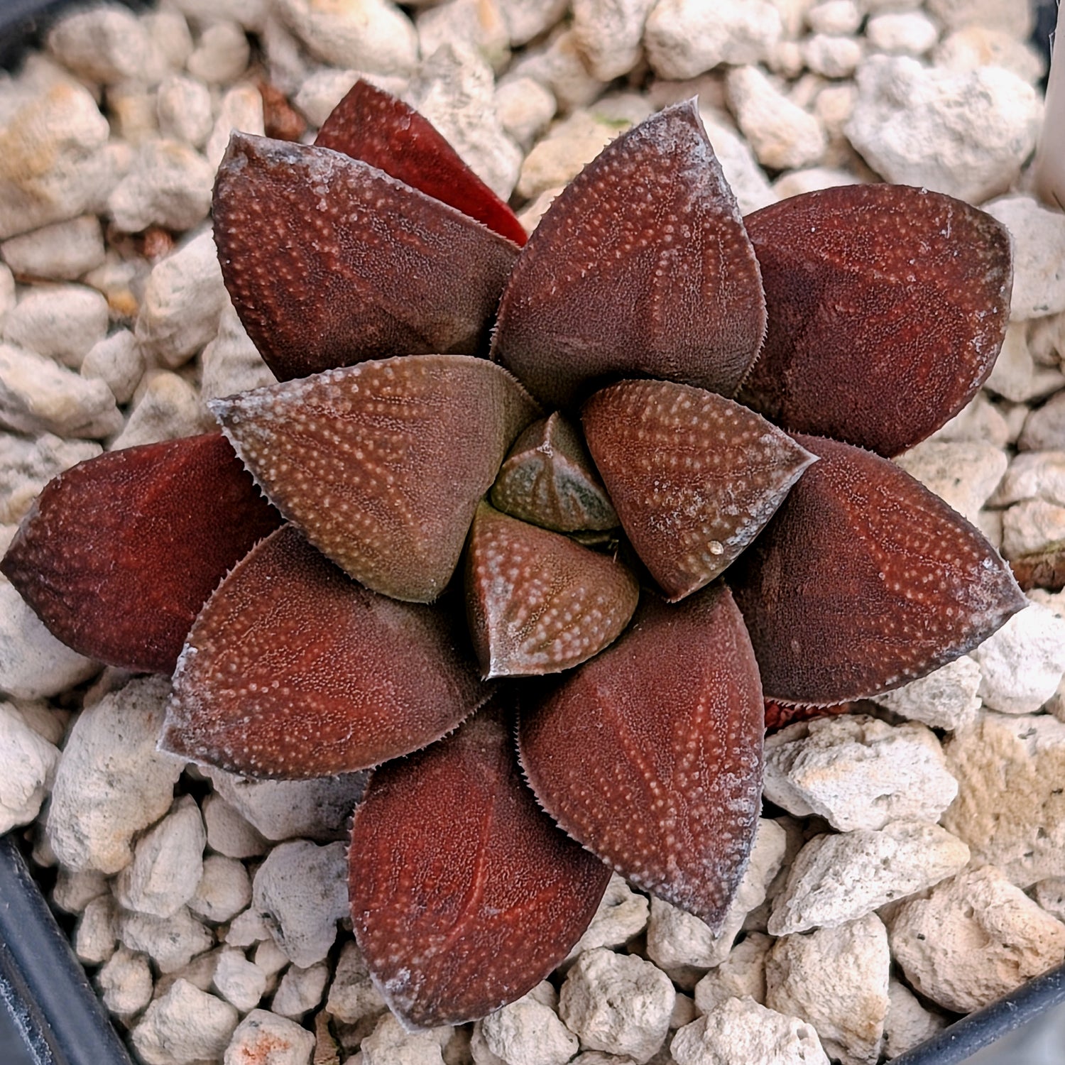 Haworthia PP576 hybrid series #30