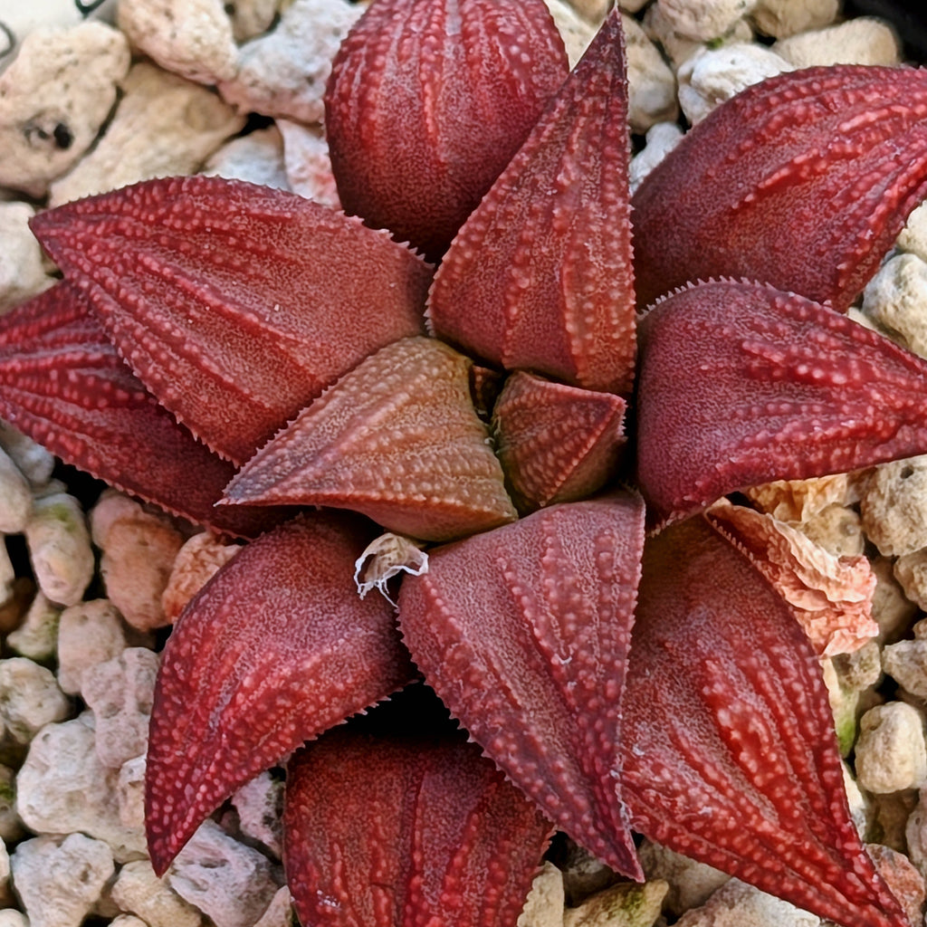 Haworthia  hybrid series PP576 #35