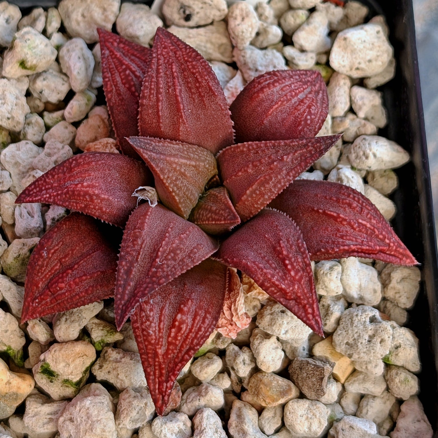Haworthia  hybrid series PP576 #35