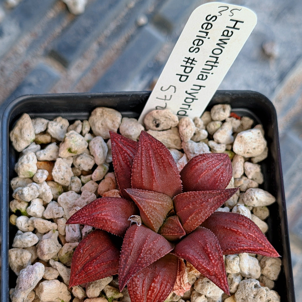 Haworthia  hybrid series PP576 #35