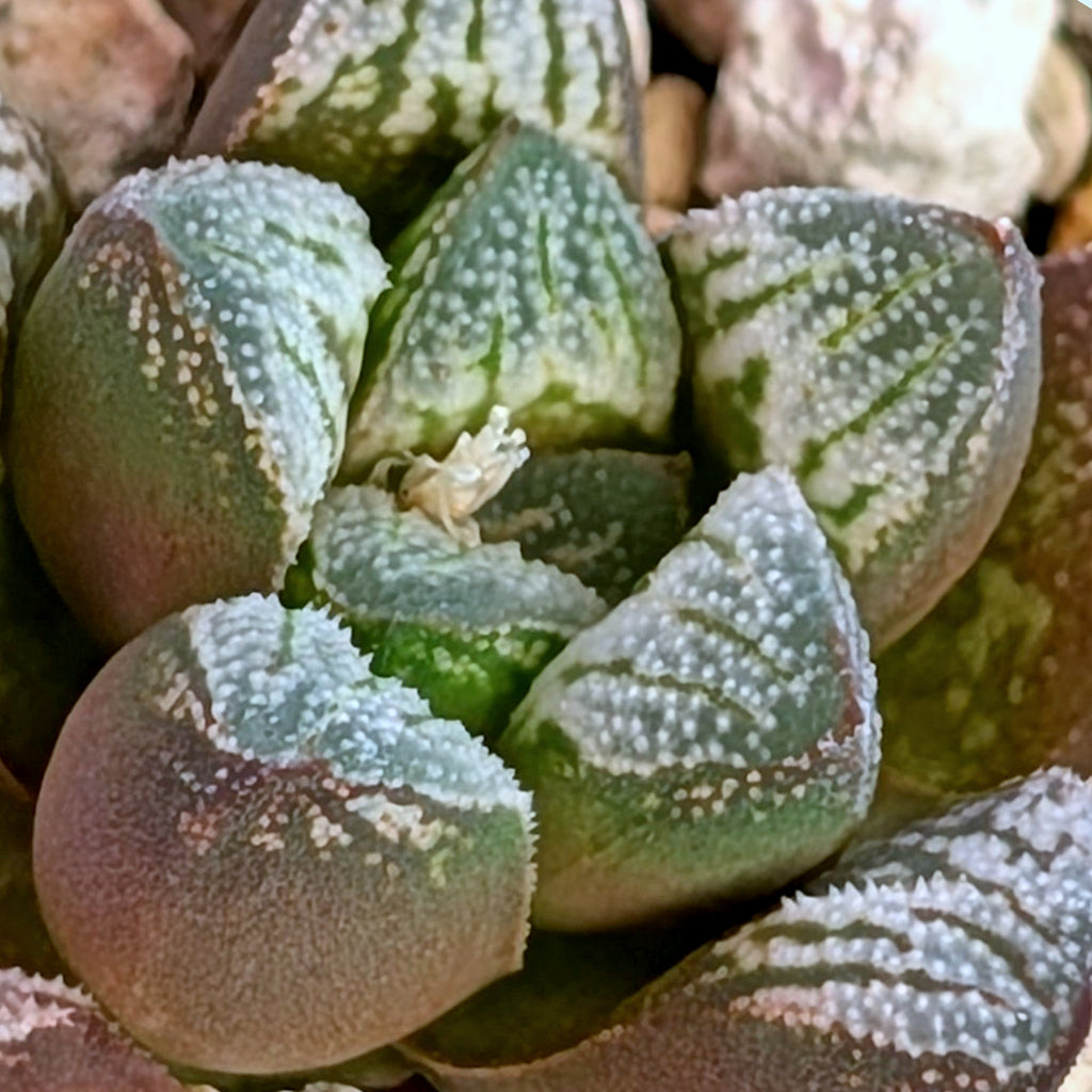 Haworthia  hybrid series PP576 #43