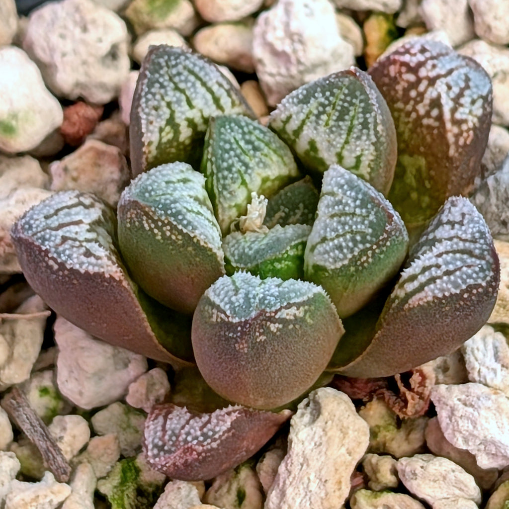 Haworthia  hybrid series PP576 #43