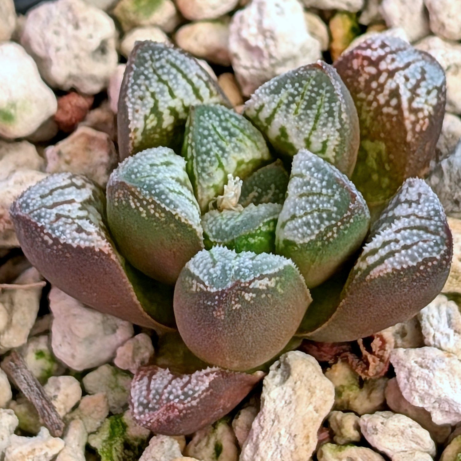 Haworthia  hybrid series PP576 #43