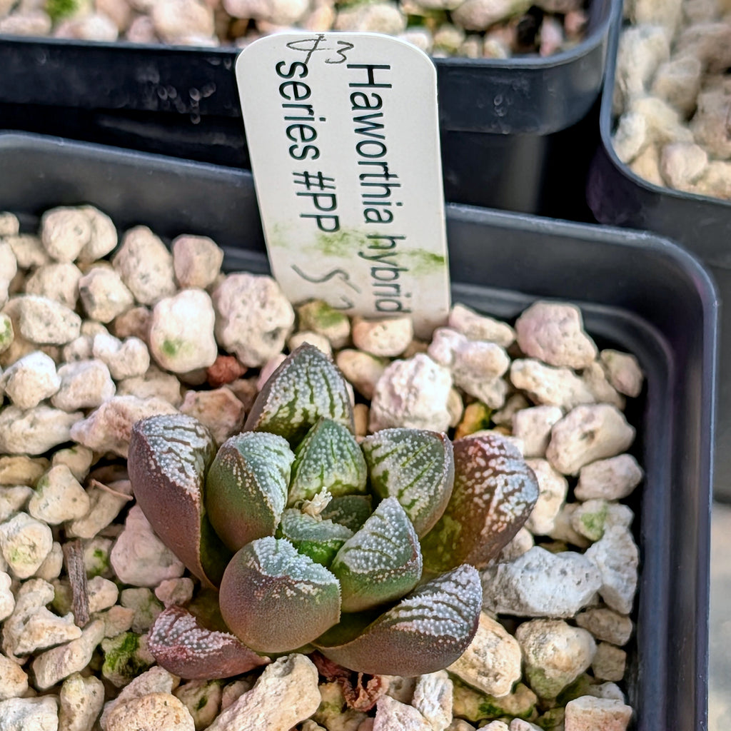 Haworthia  hybrid series PP576 #43