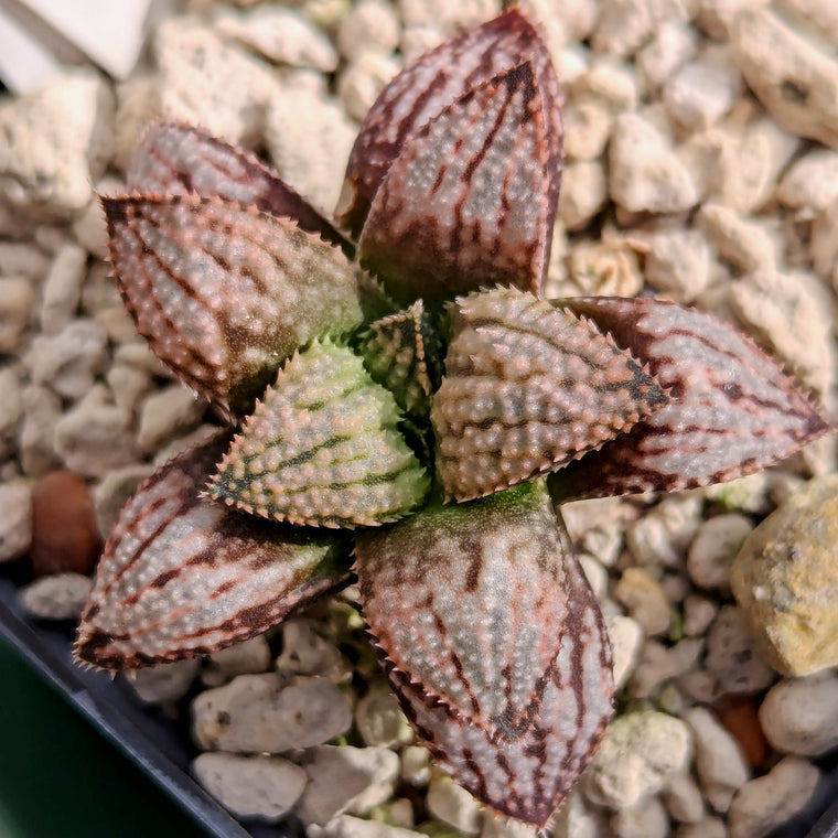 Haworthia 