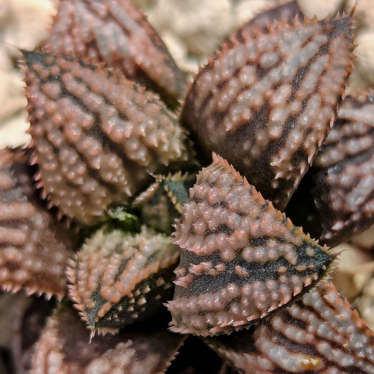 Haworthia 