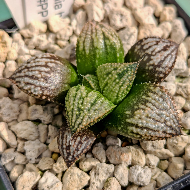 Haworthia 