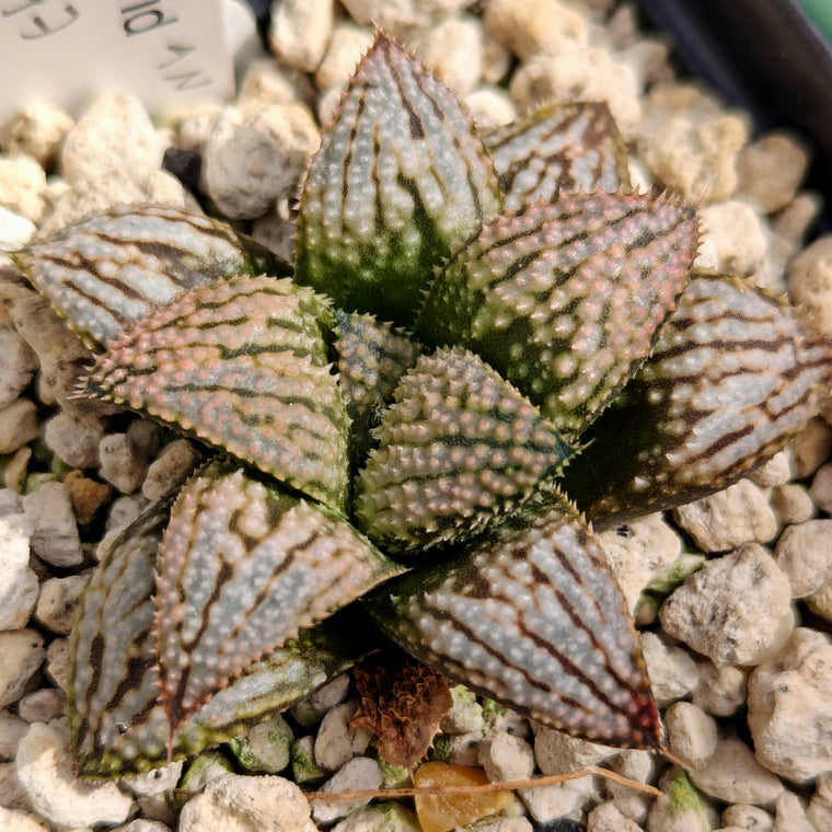 Haworthia 