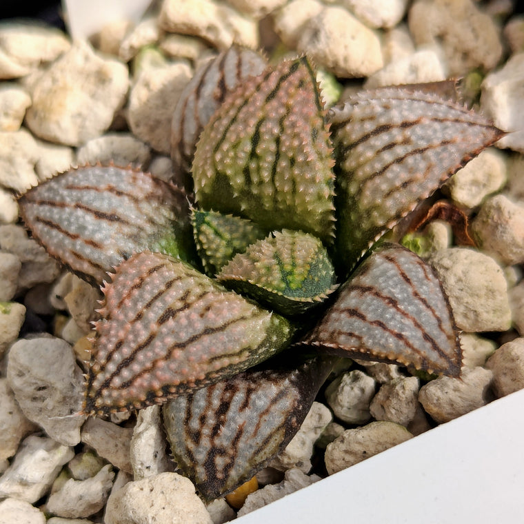 Haworthia 