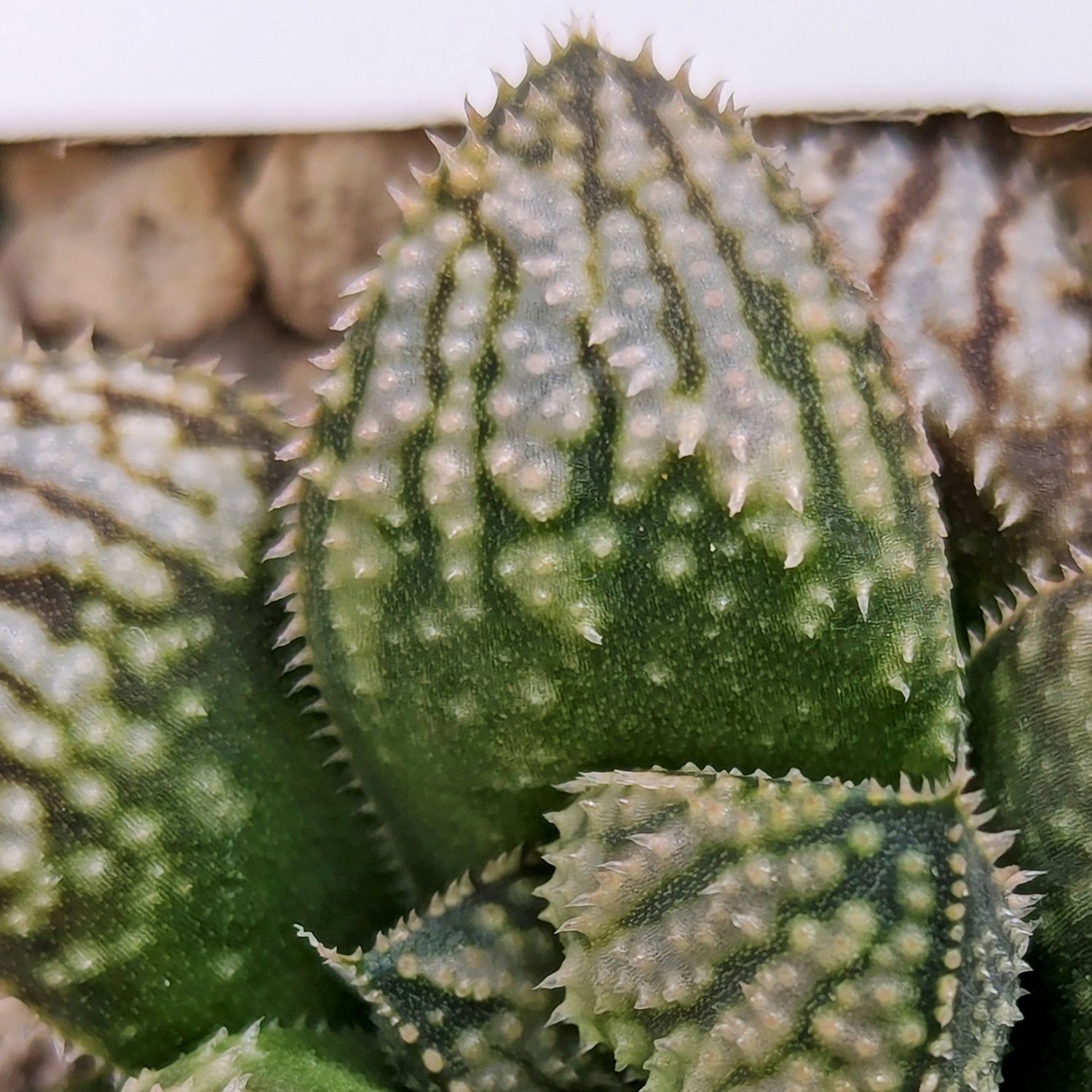 Haworthia "TetraTreasures" PP577 hybrid series #f2