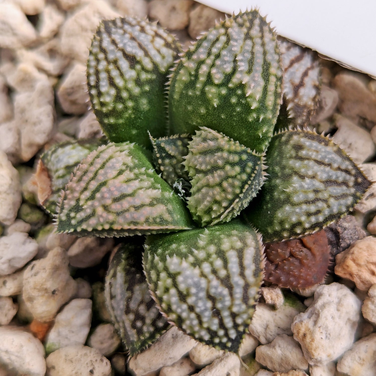 Haworthia "TetraTreasures" PP577 hybrid series #f2