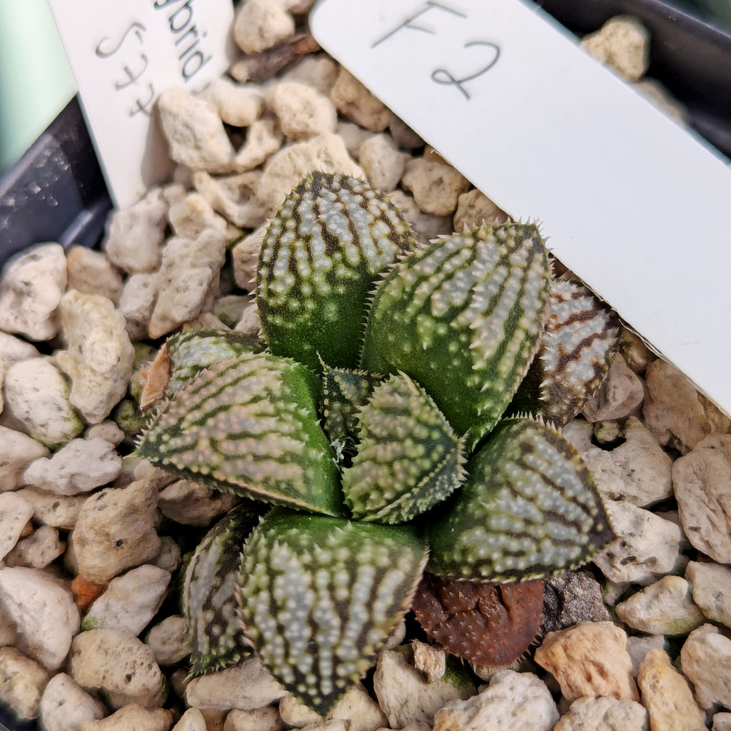 Haworthia "TetraTreasures" PP577 hybrid series #f2