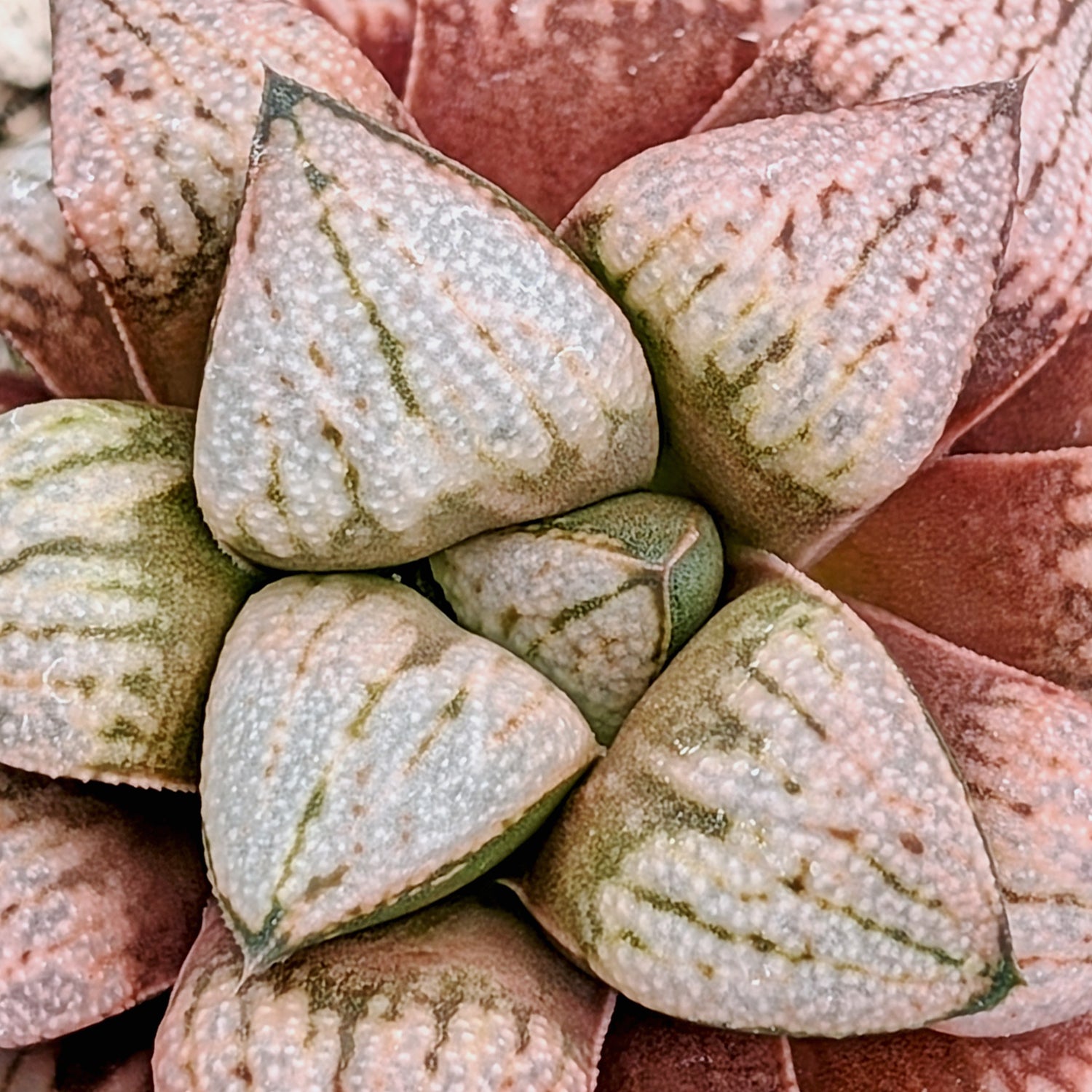 Haworthia "TetraTreasures" PP580 hybrid series #29