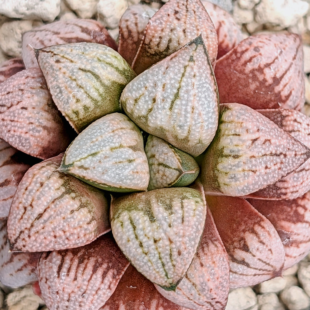 Haworthia "TetraTreasures" PP580 hybrid series #29