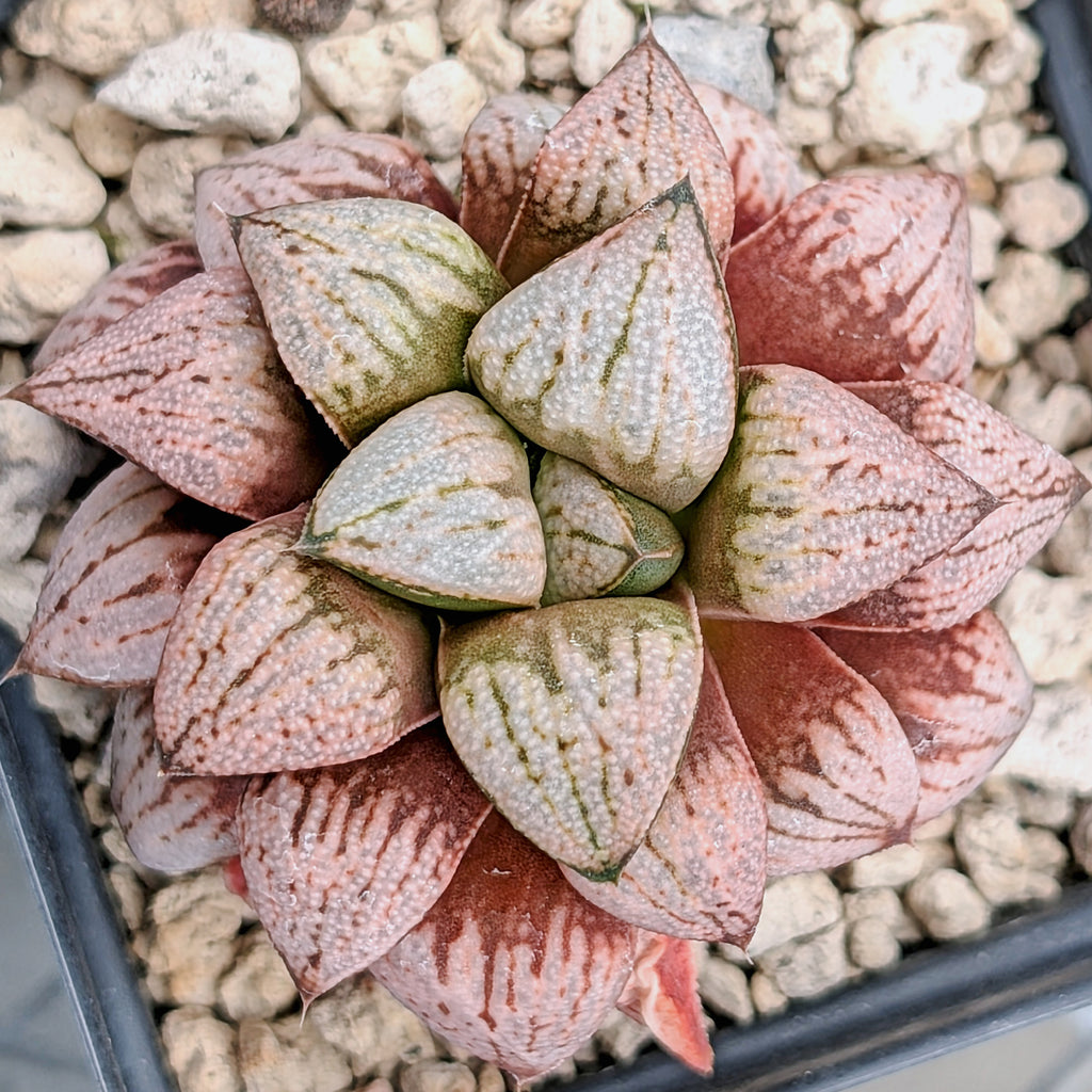 Haworthia "TetraTreasures" PP580 hybrid series #29