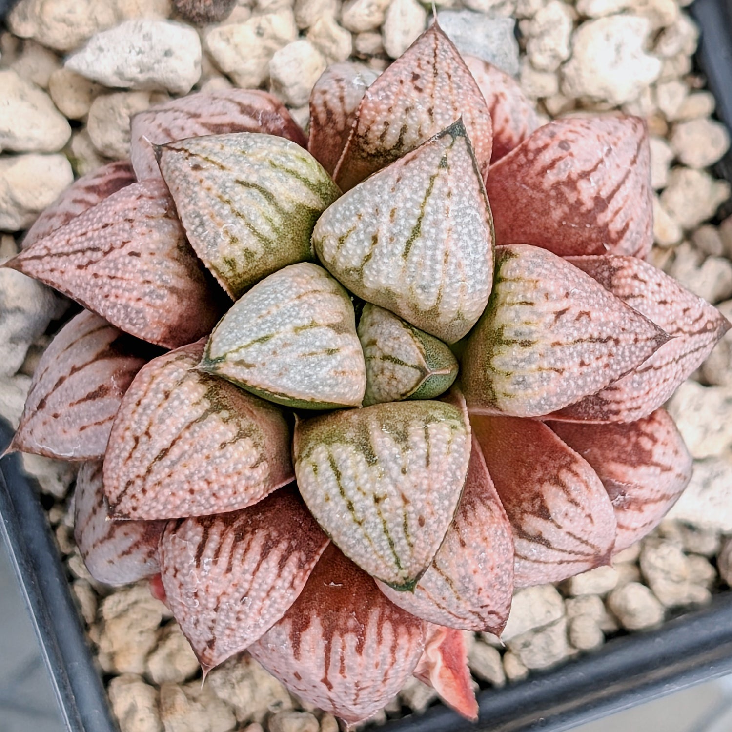 Haworthia "TetraTreasures" PP580 hybrid series #29