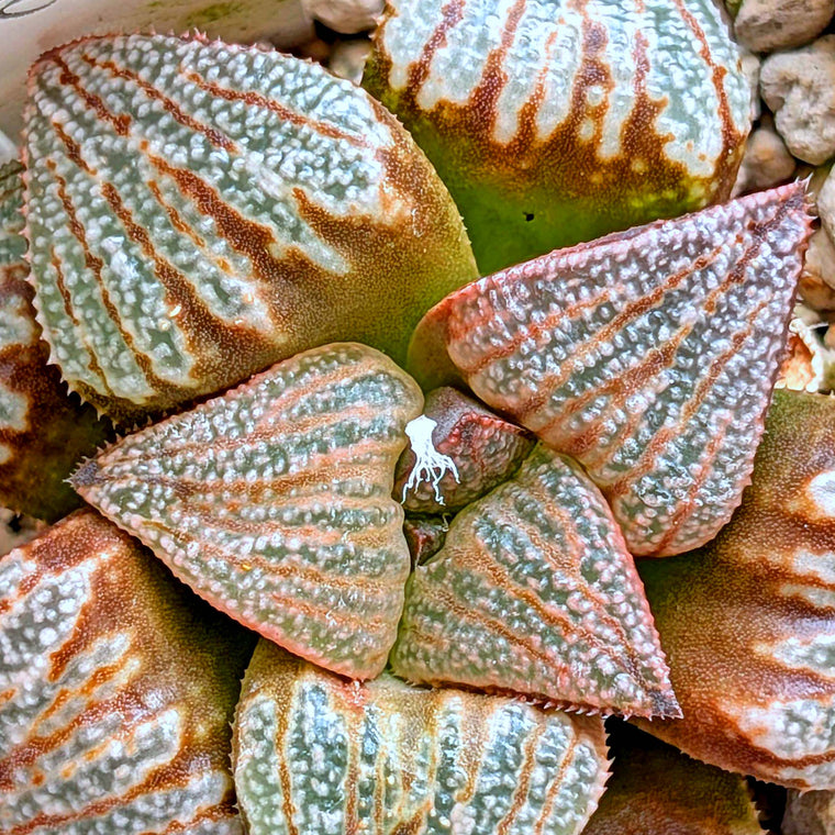 Haworthia 