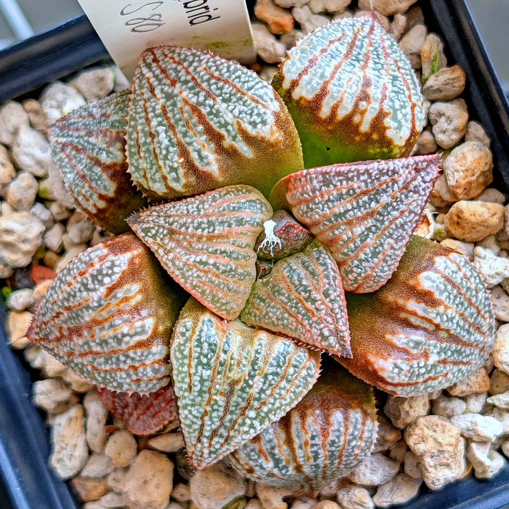 Haworthia "TetraTreasures" PP580 hybrid series #13