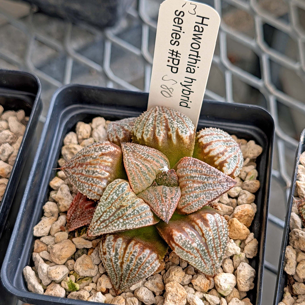 Haworthia "TetraTreasures" PP580 hybrid series #13