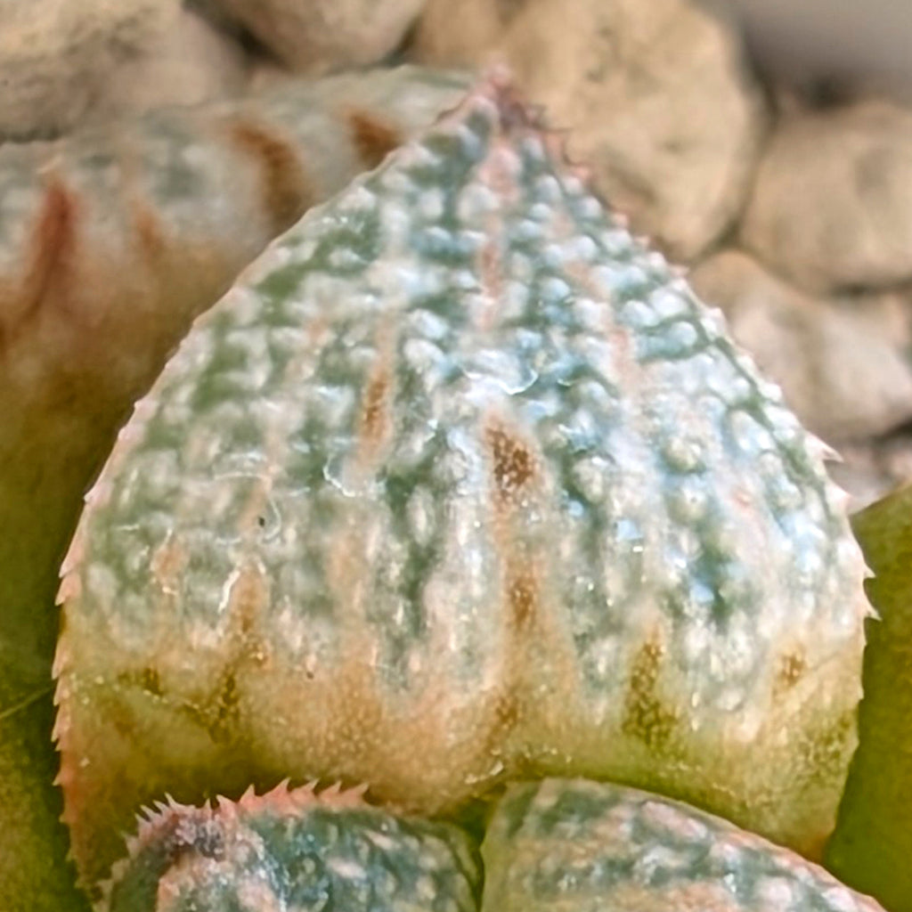Haworthia "TetraTreasures" PP580 hybrid series #11