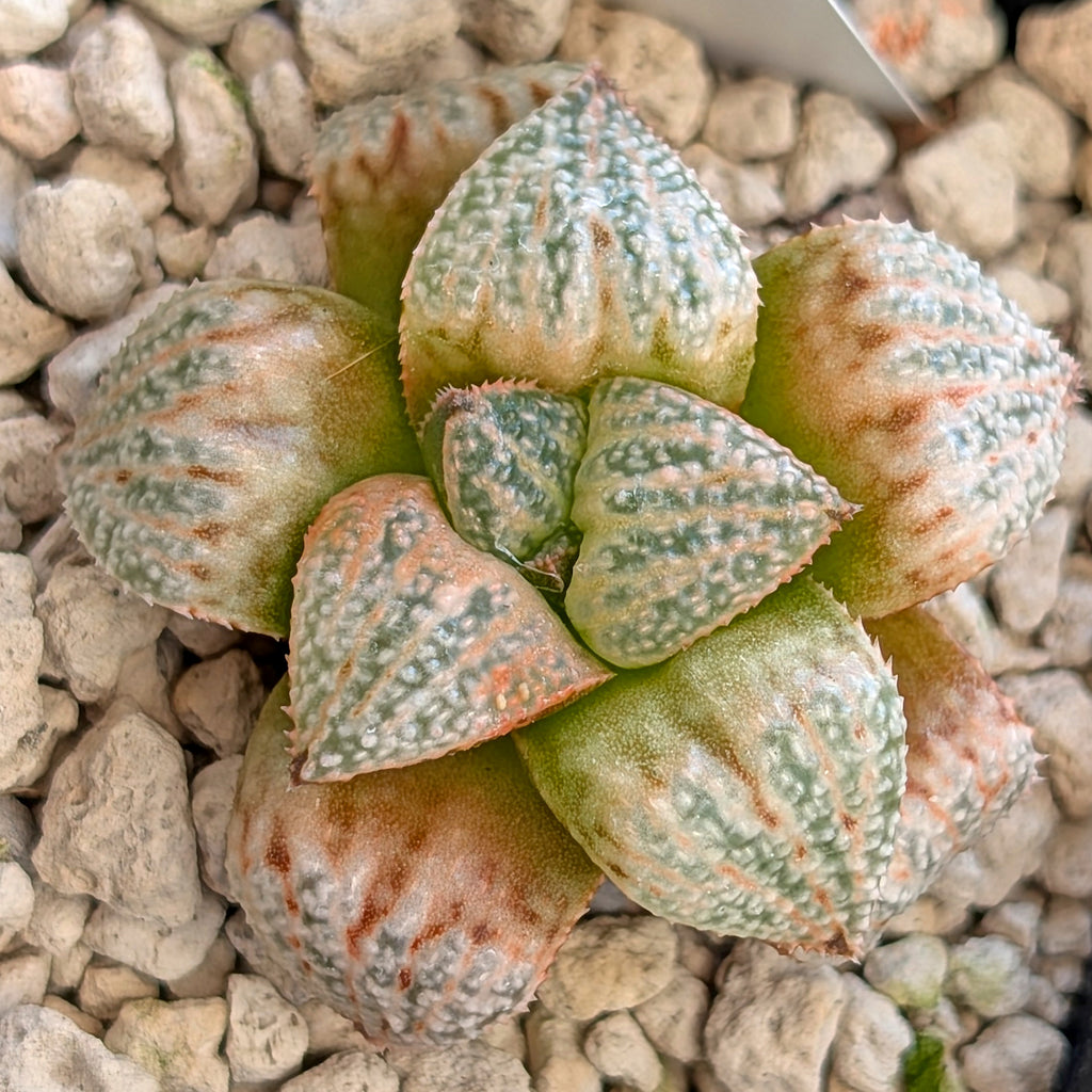 Haworthia "TetraTreasures" PP580 hybrid series #11