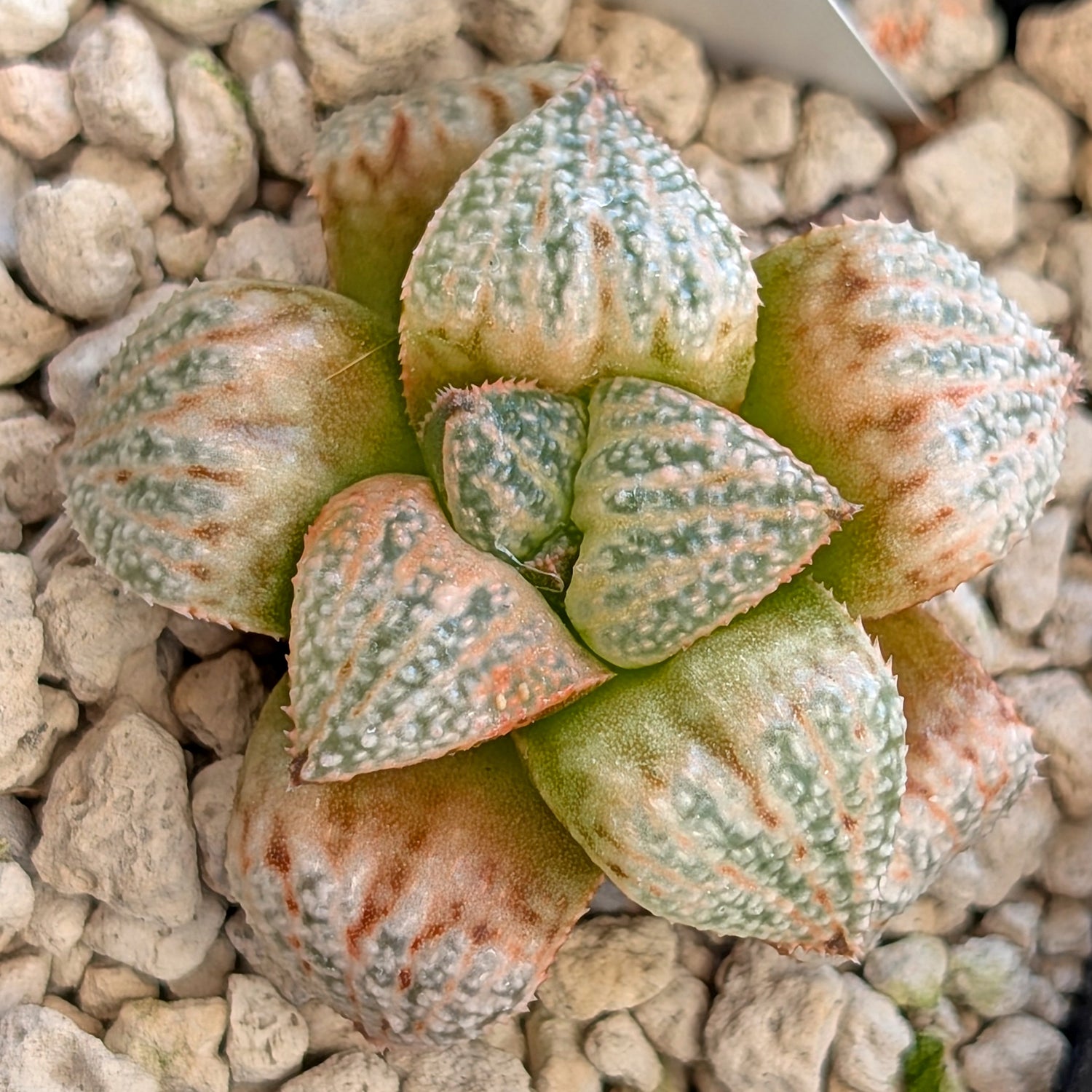 Haworthia "TetraTreasures" PP580 hybrid series #11