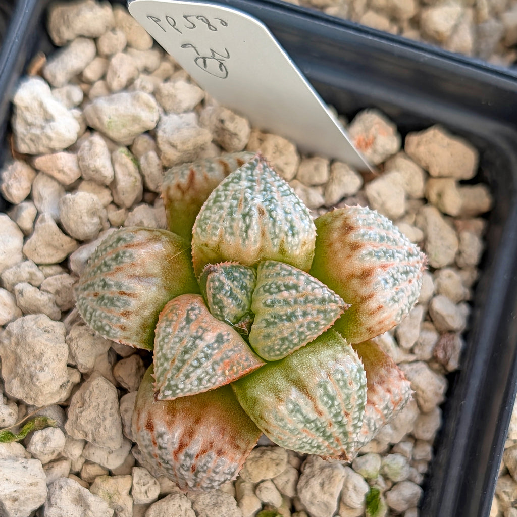 Haworthia "TetraTreasures" PP580 hybrid series #11