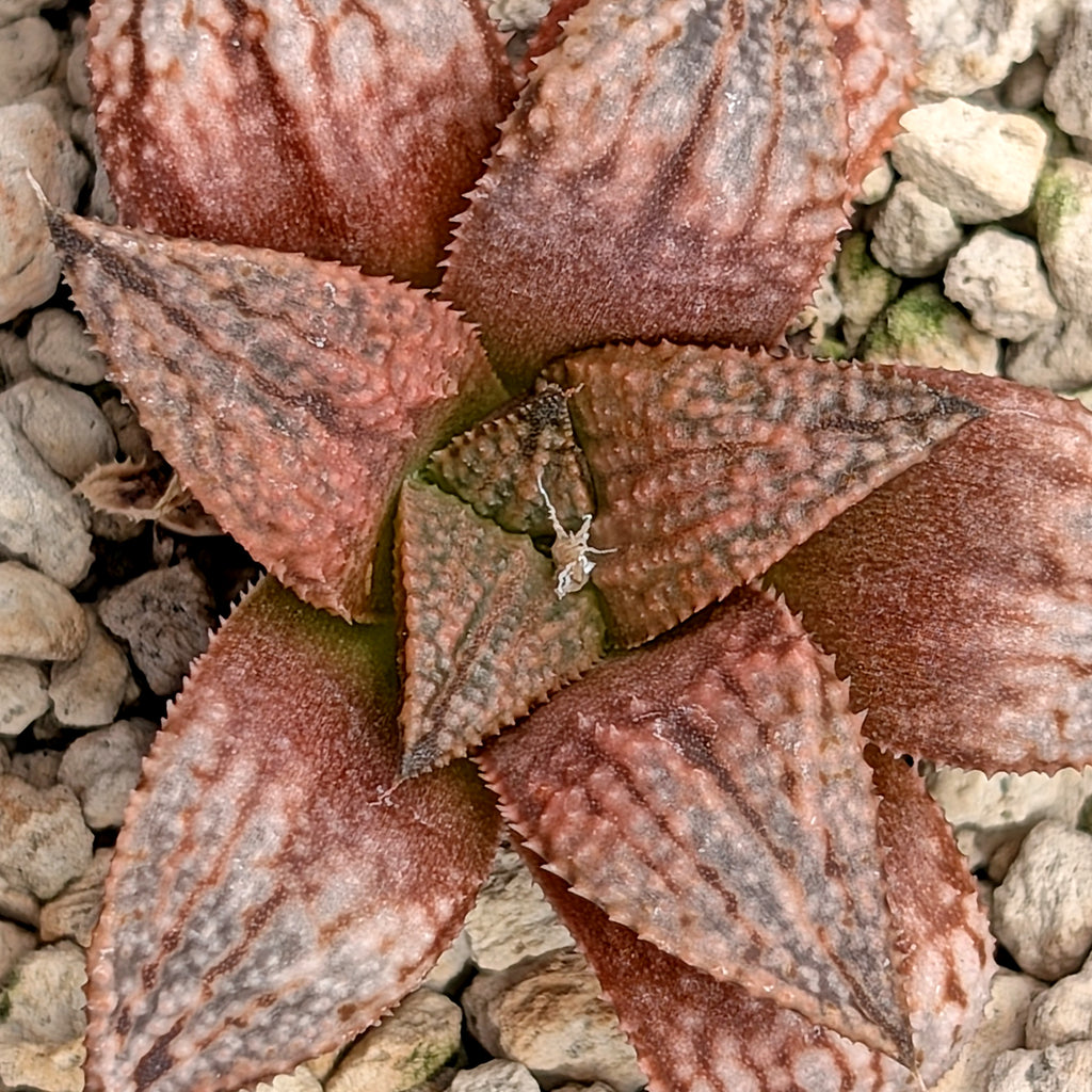 Haworthia "TetraTreasures" PP580 hybrid series #28