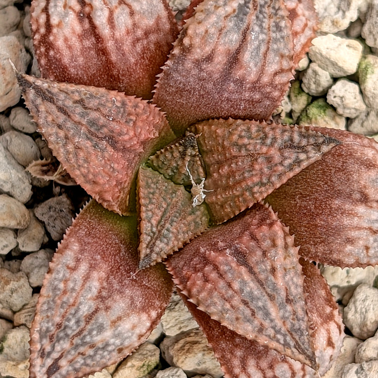 Haworthia 