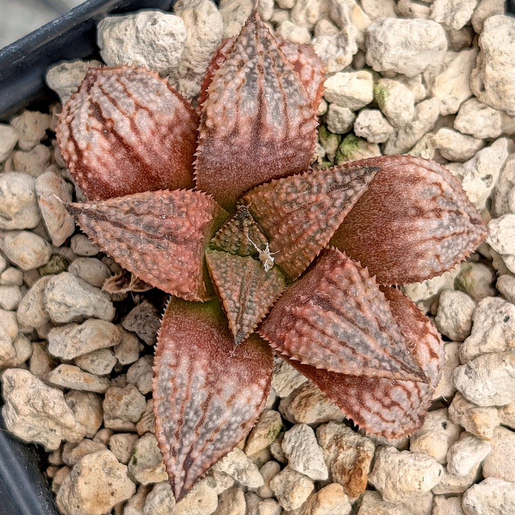 Haworthia "TetraTreasures" PP580 hybrid series #28