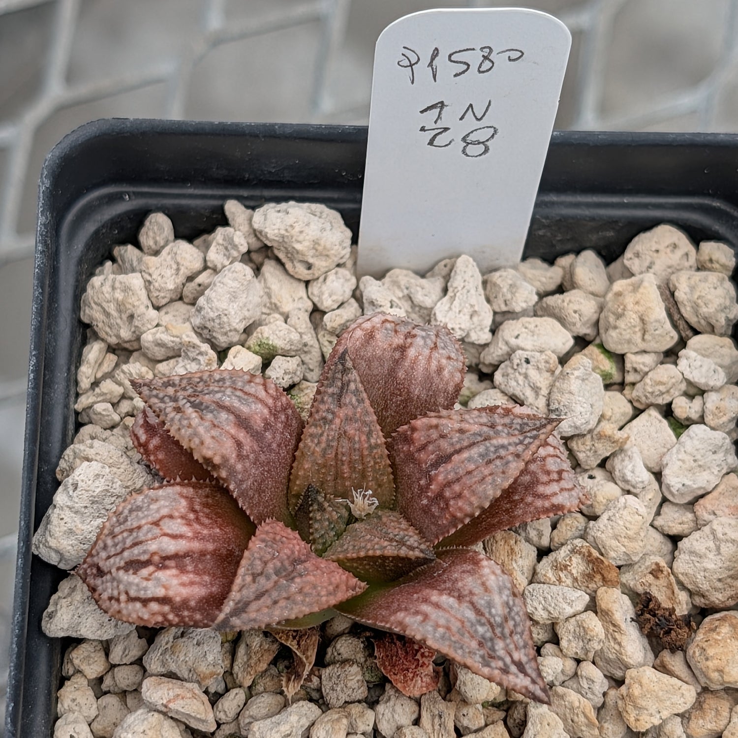 Haworthia "TetraTreasures" PP580 hybrid series #28