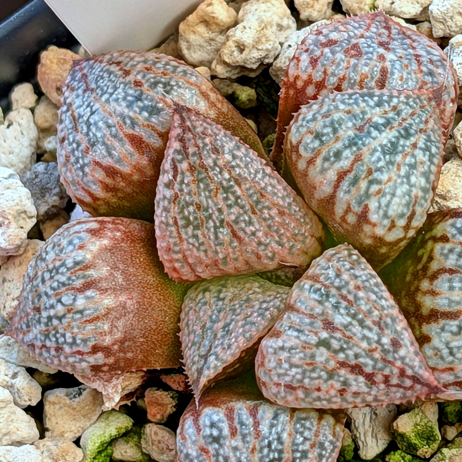 Haworthia "TetraTreasures" PP580 hybrid series #42