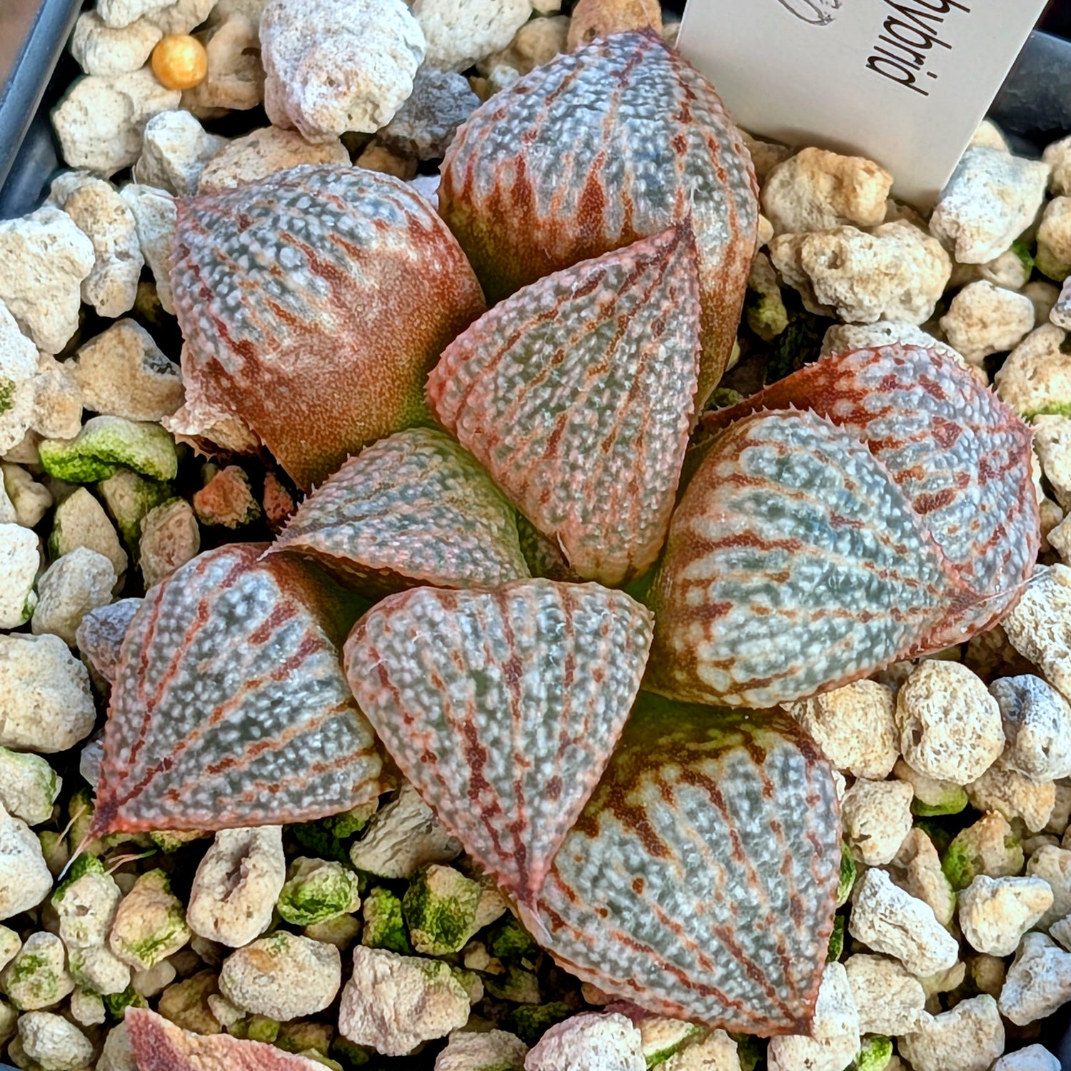 Haworthia "TetraTreasures" PP580 hybrid series #42