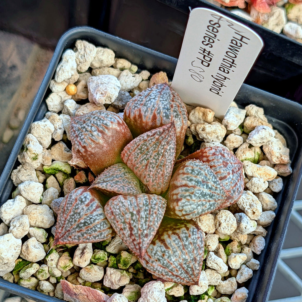 Haworthia "TetraTreasures" PP580 hybrid series #42