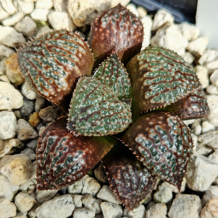 Haworthia 